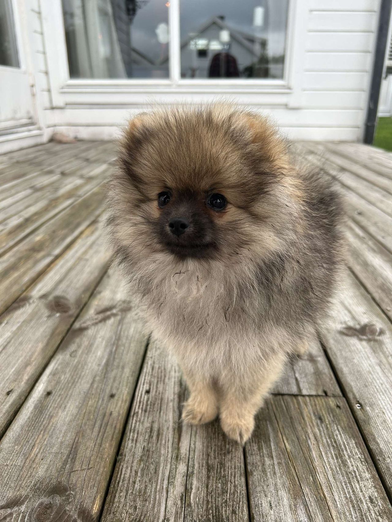 Pomeranian