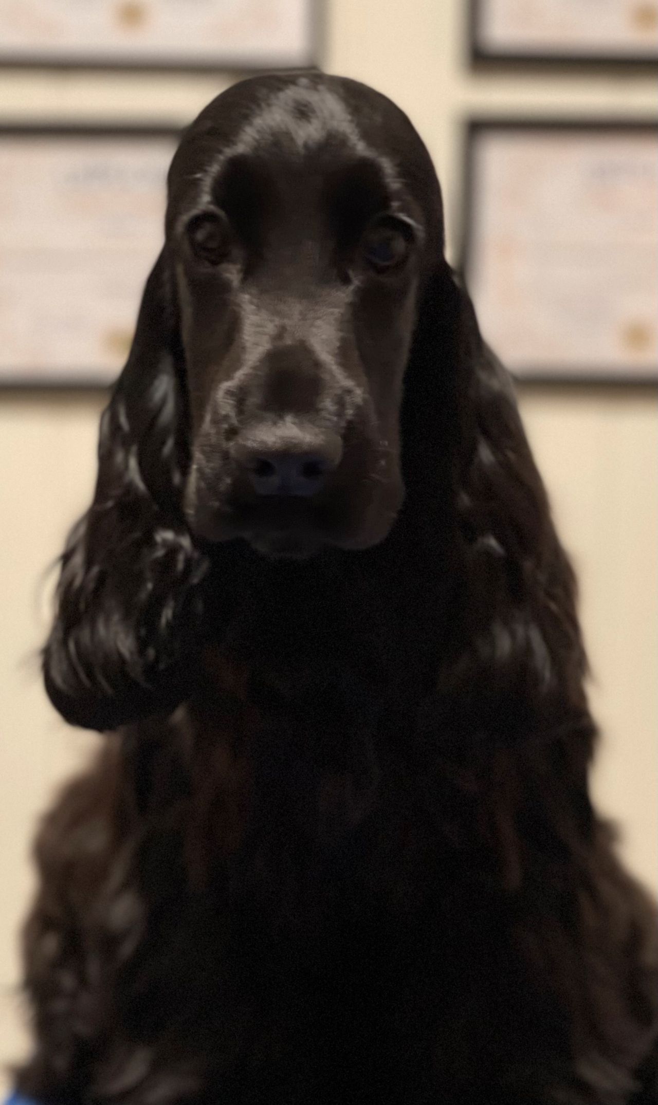 Cocker spaniel
