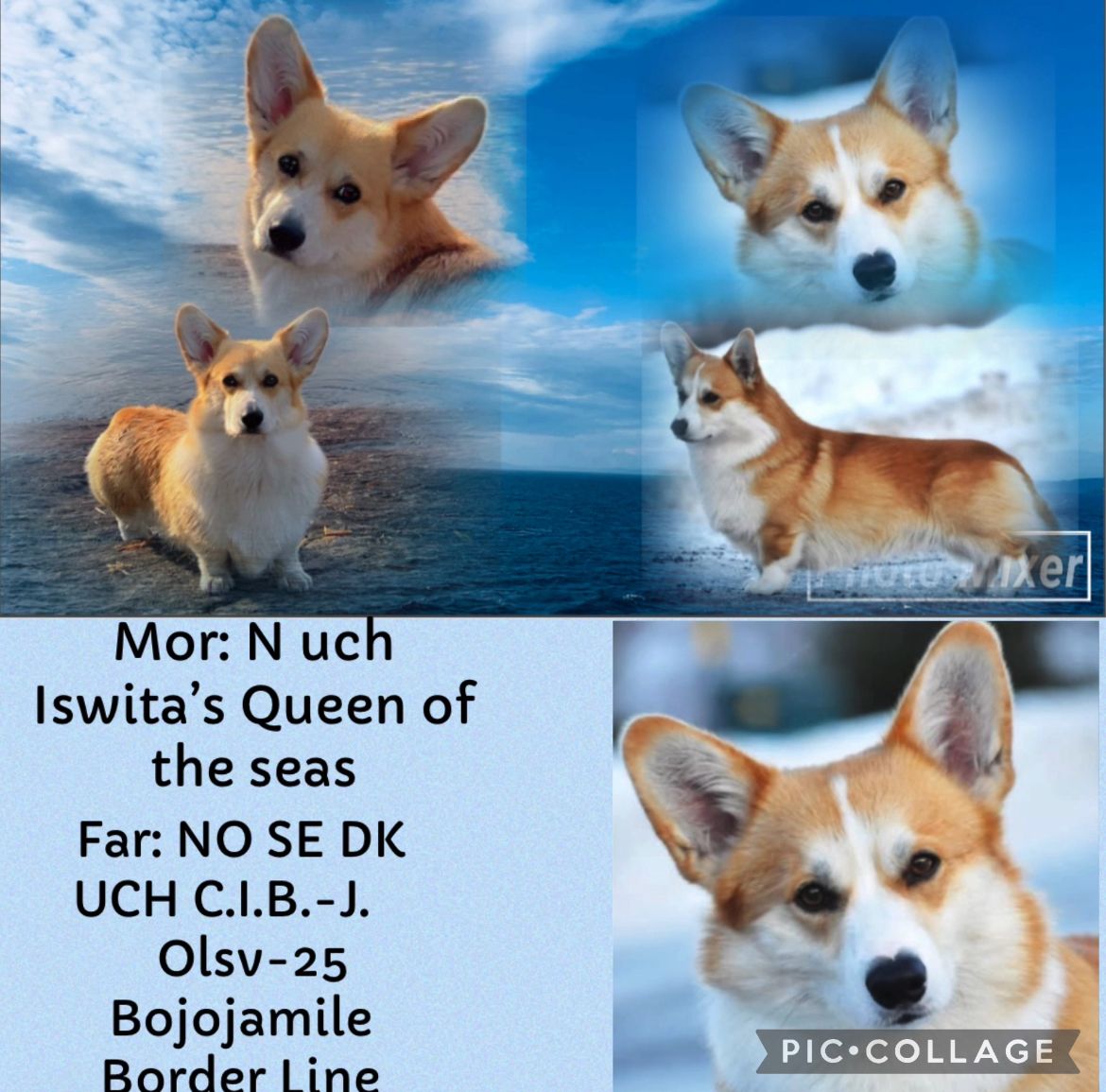 Welsh corgi pembroke