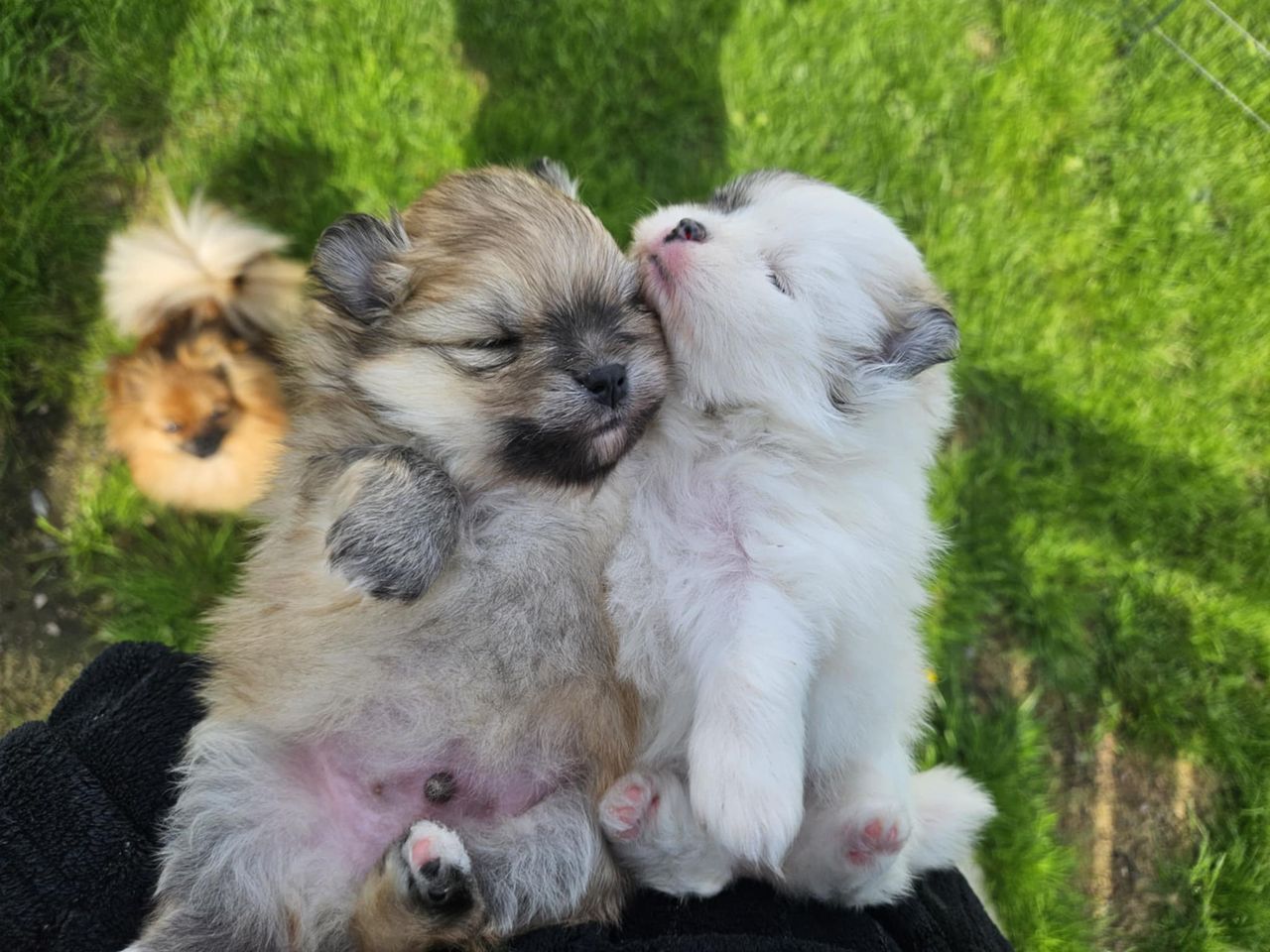 Pomeranian