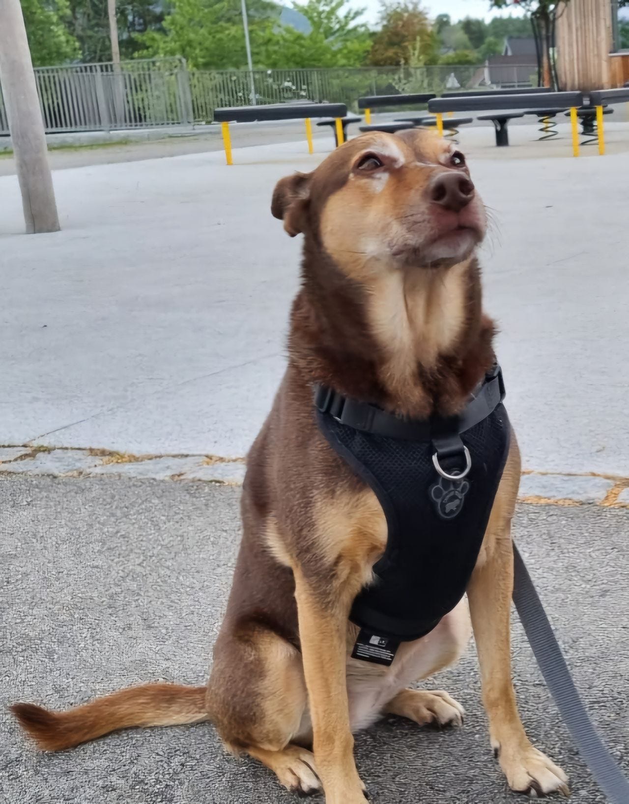 Australsk kelpie