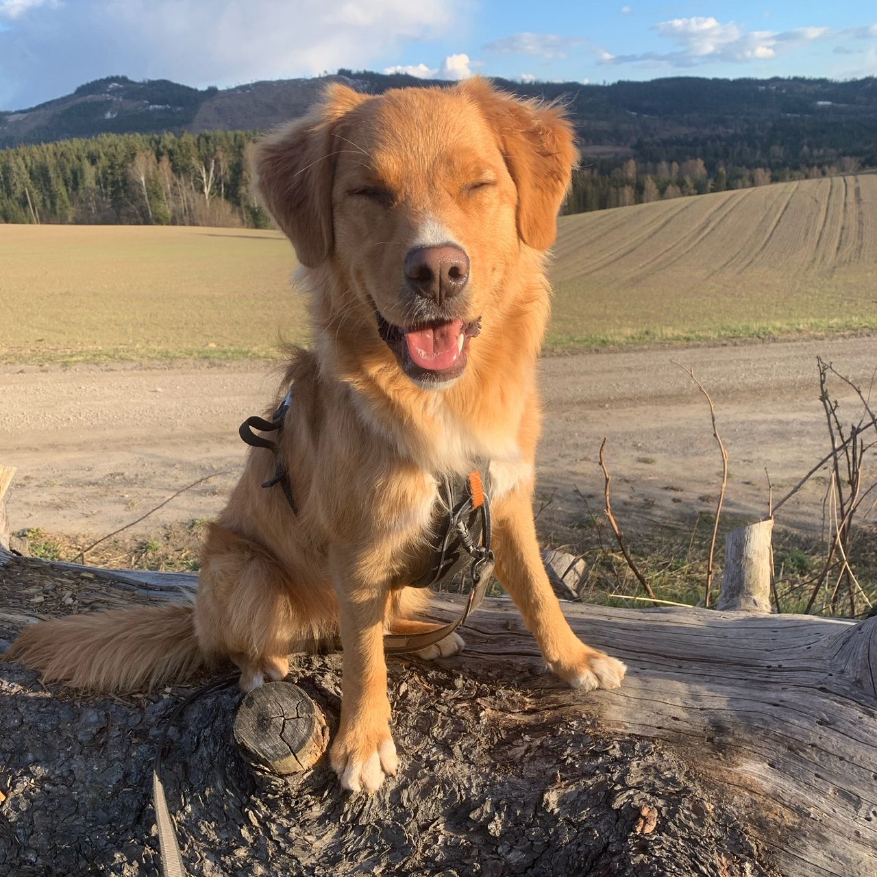 Nova scotia duck tolling retriever