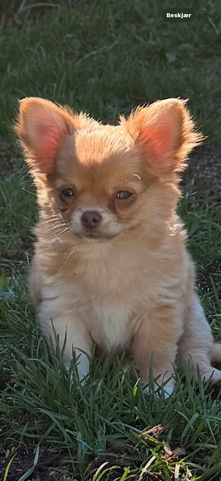 Chihuahua langhåret