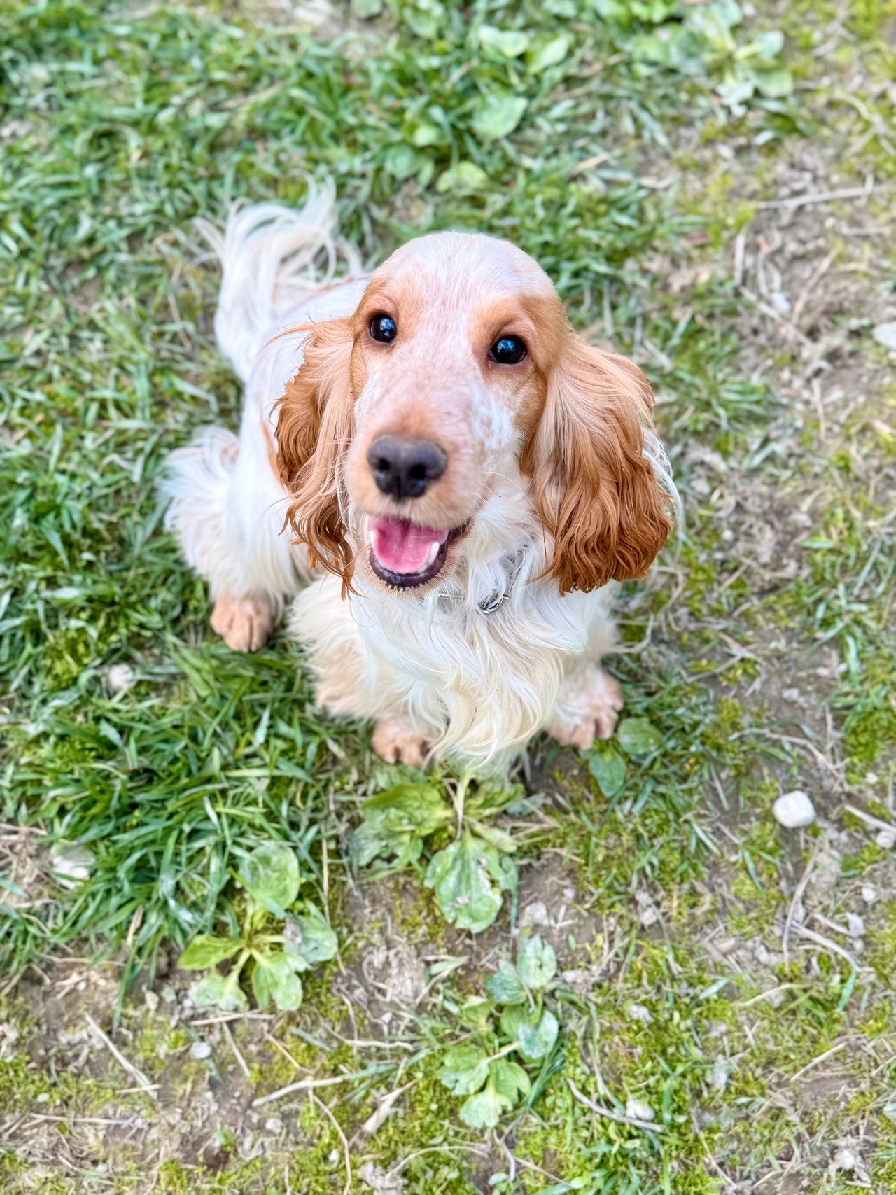 Cocker spaniel