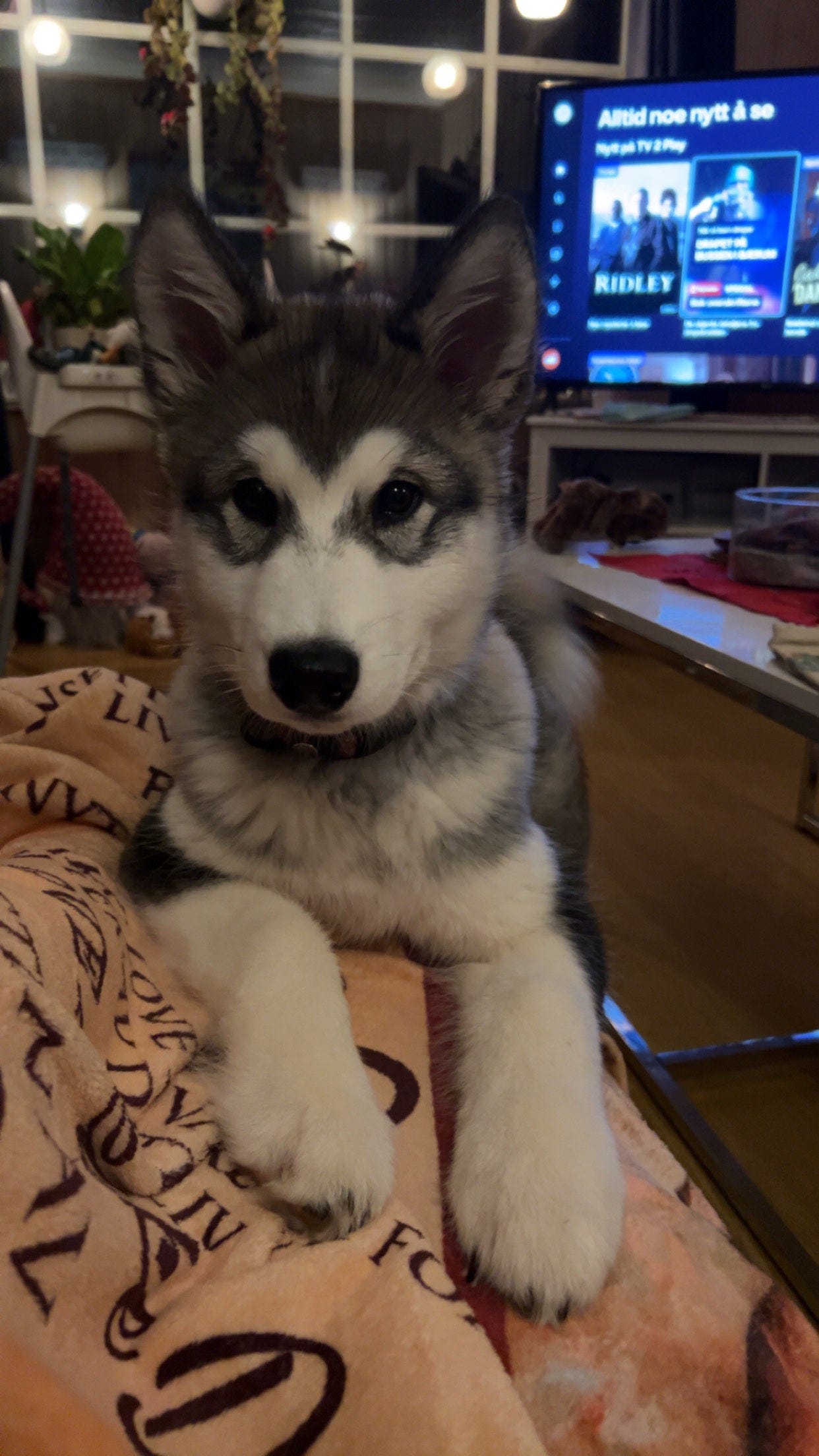 Alaskan malamute