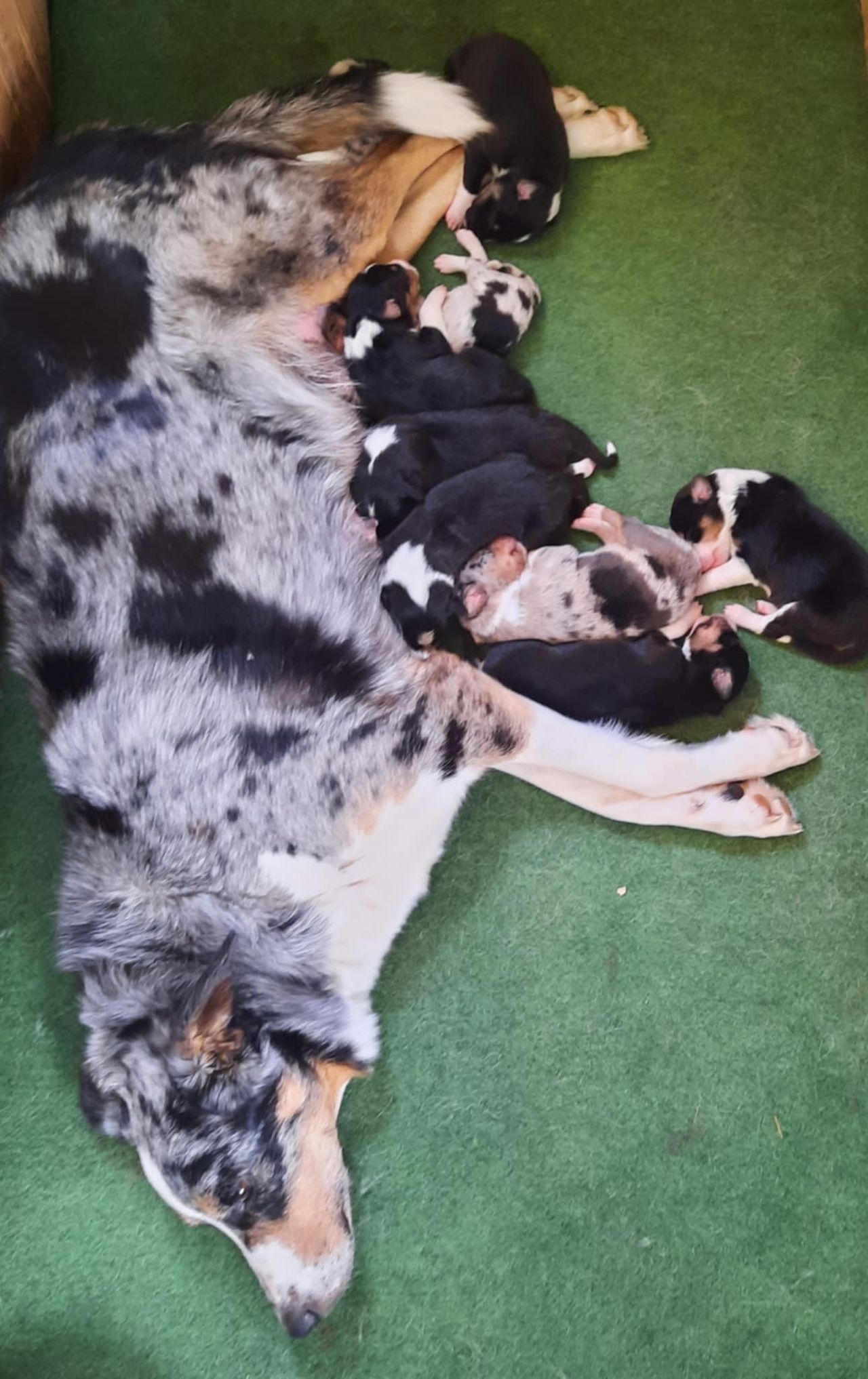 Border collie