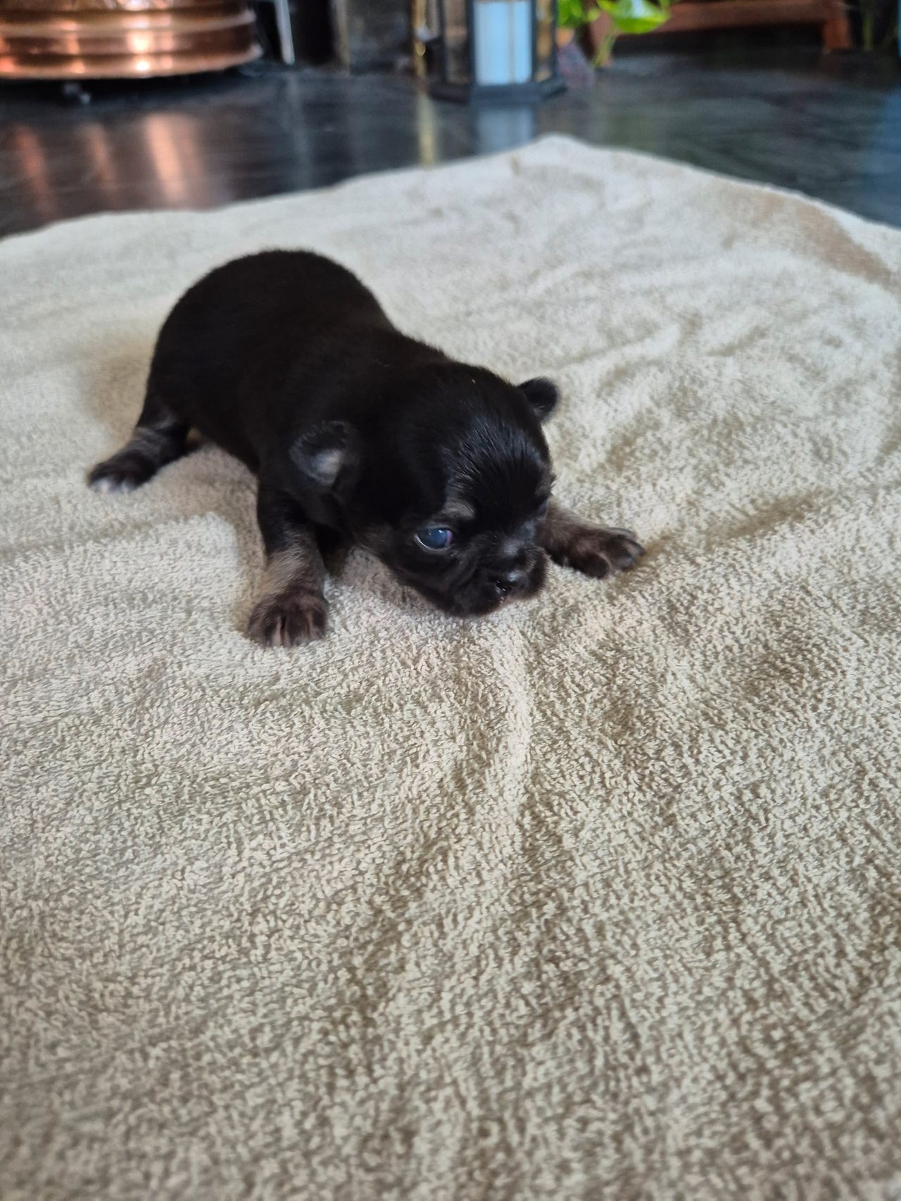Chihuahua langhåret