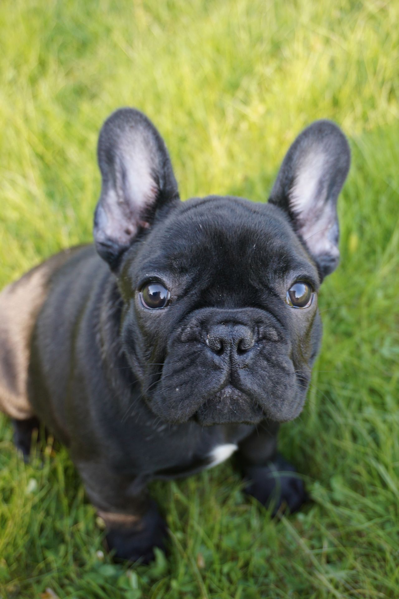 Fransk bulldog