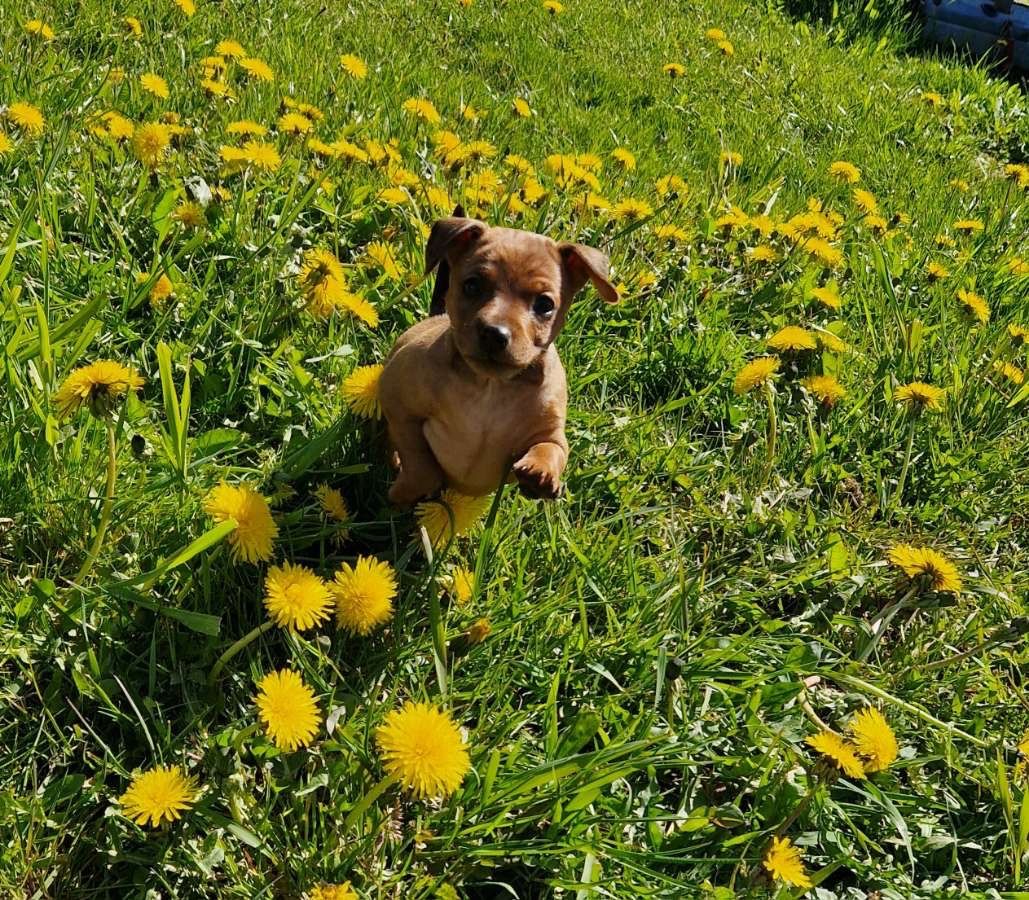 Dvergpinscher