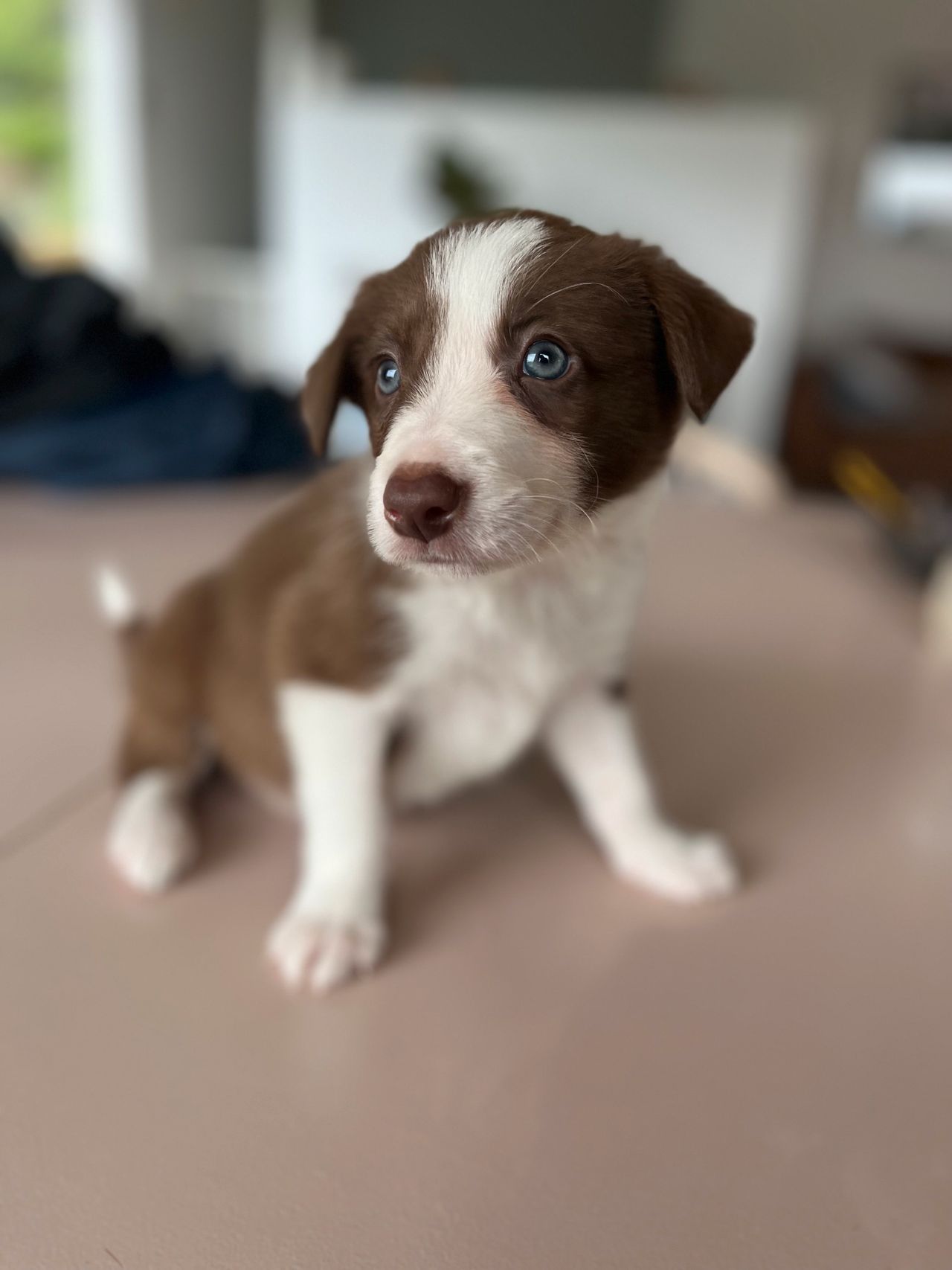 Border collie