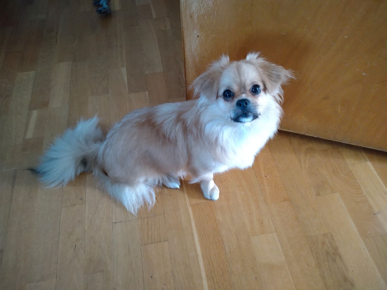 Tibetansk spaniel