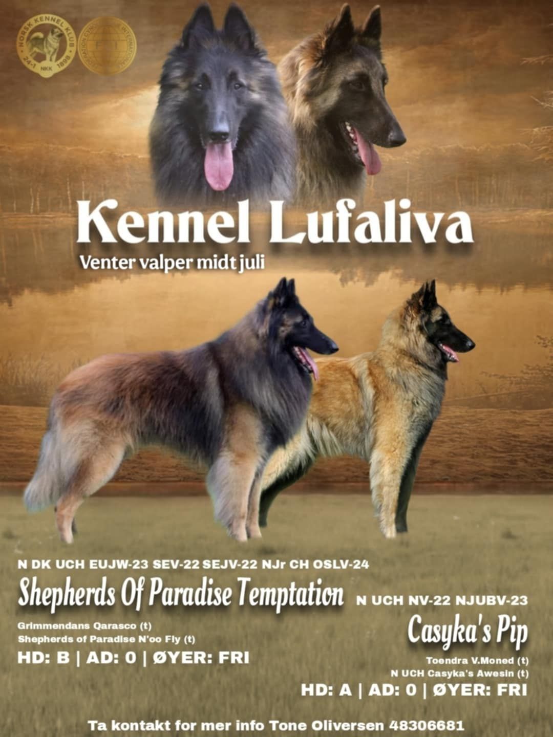 Belgisk fårehund, tervueren