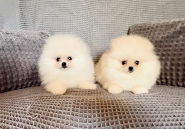 Pomeranian