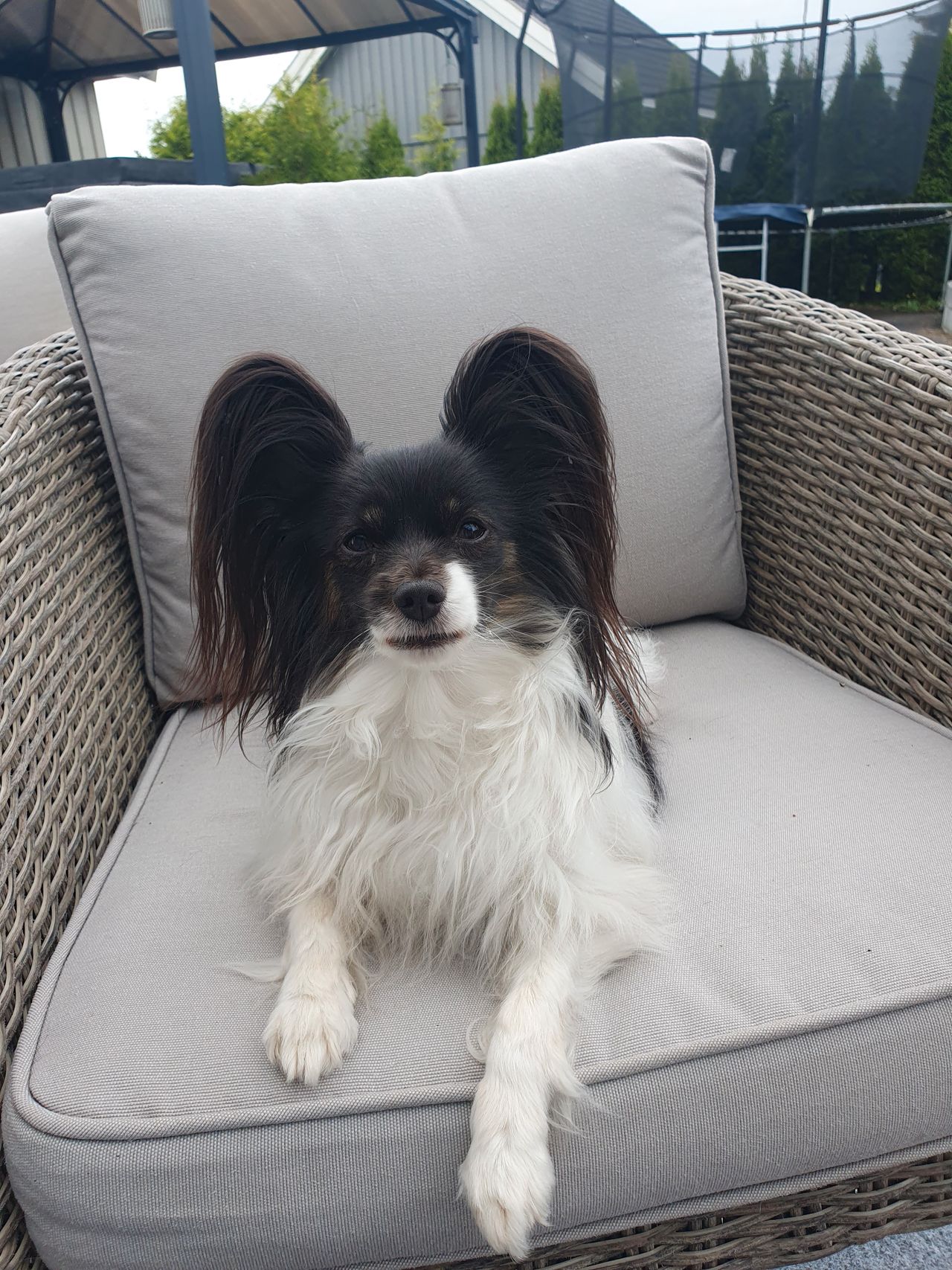 Papillon