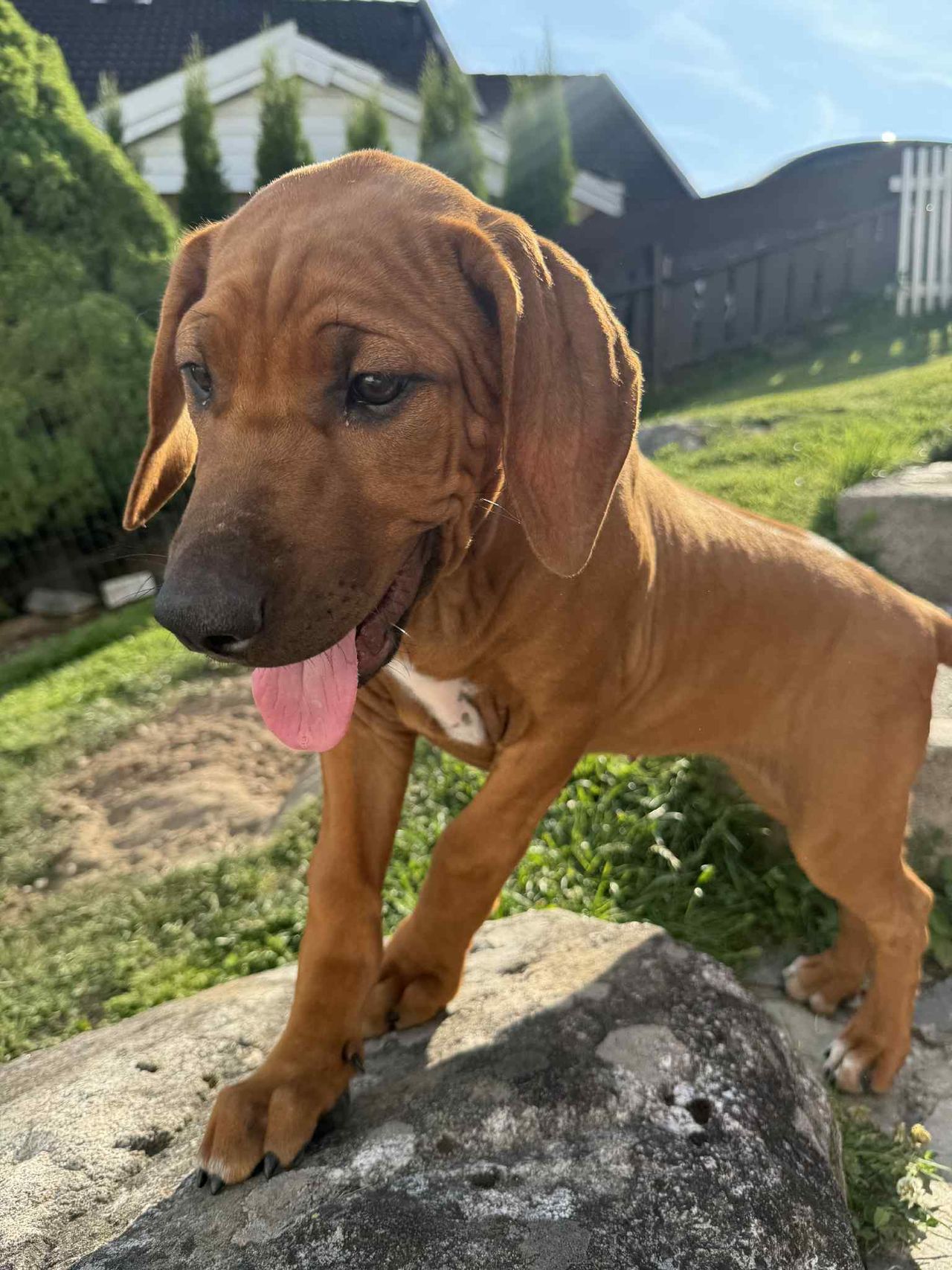 Rhodesian ridgeback