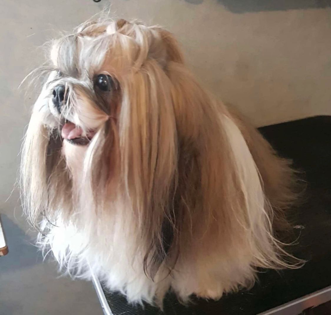 Shih tzu
