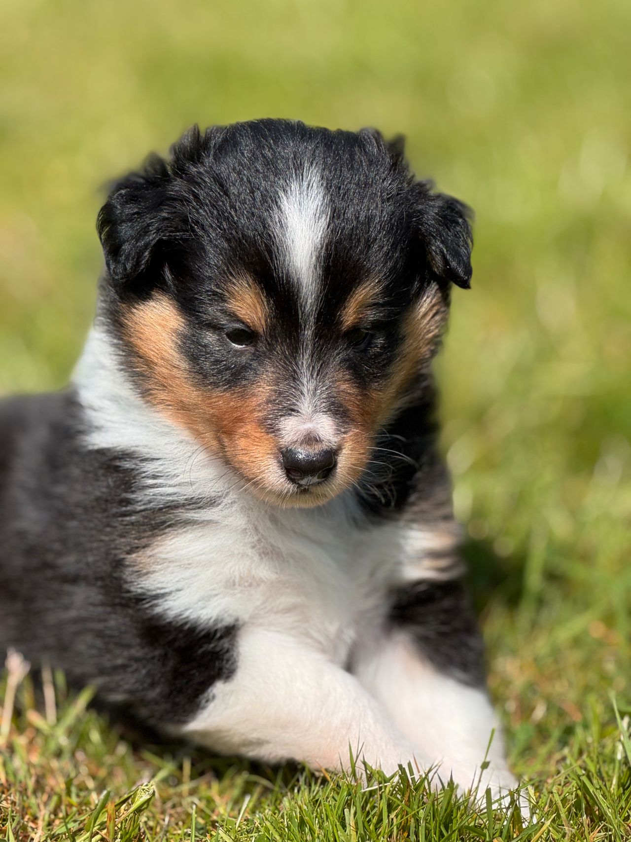 Shetland sheepdog