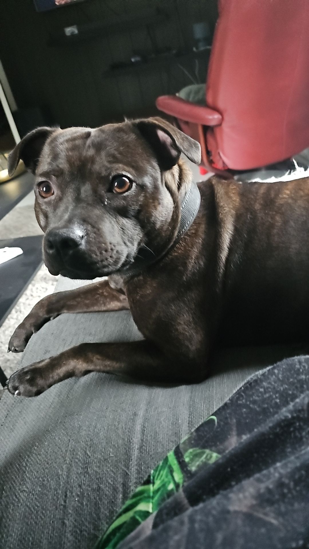 Staffordshire bull terrier