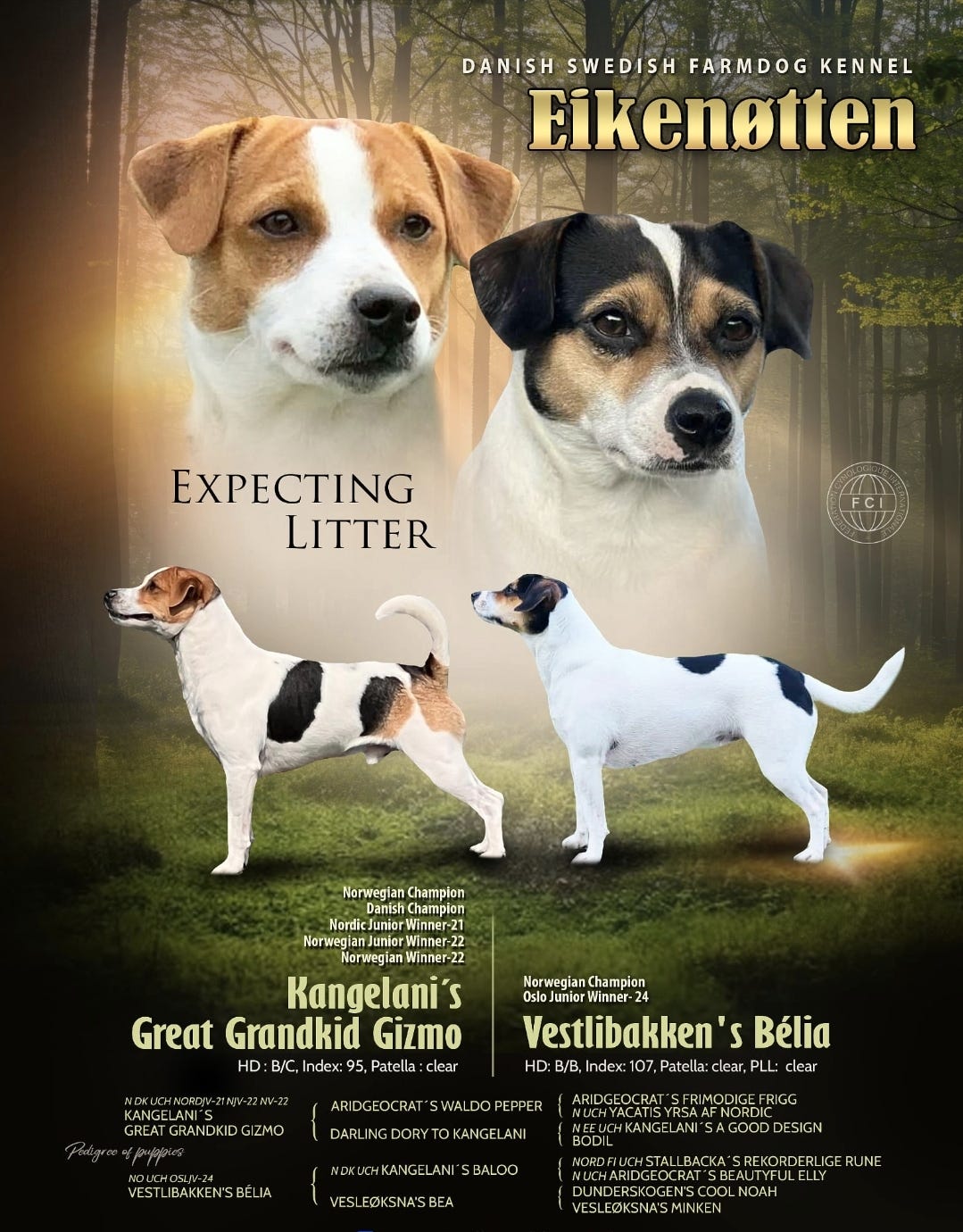 Dansk-svensk gårdshund