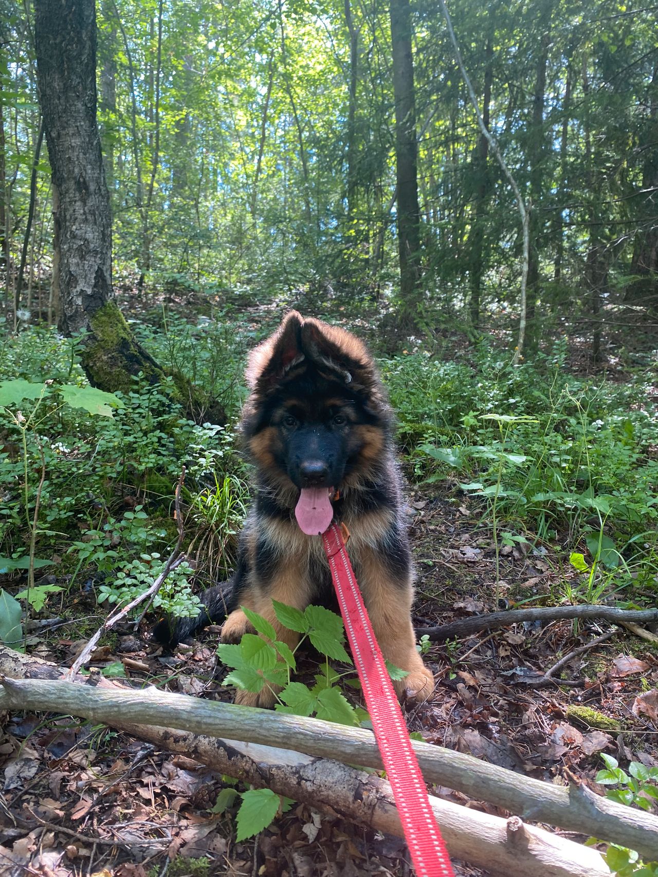 Schäferhund langhår