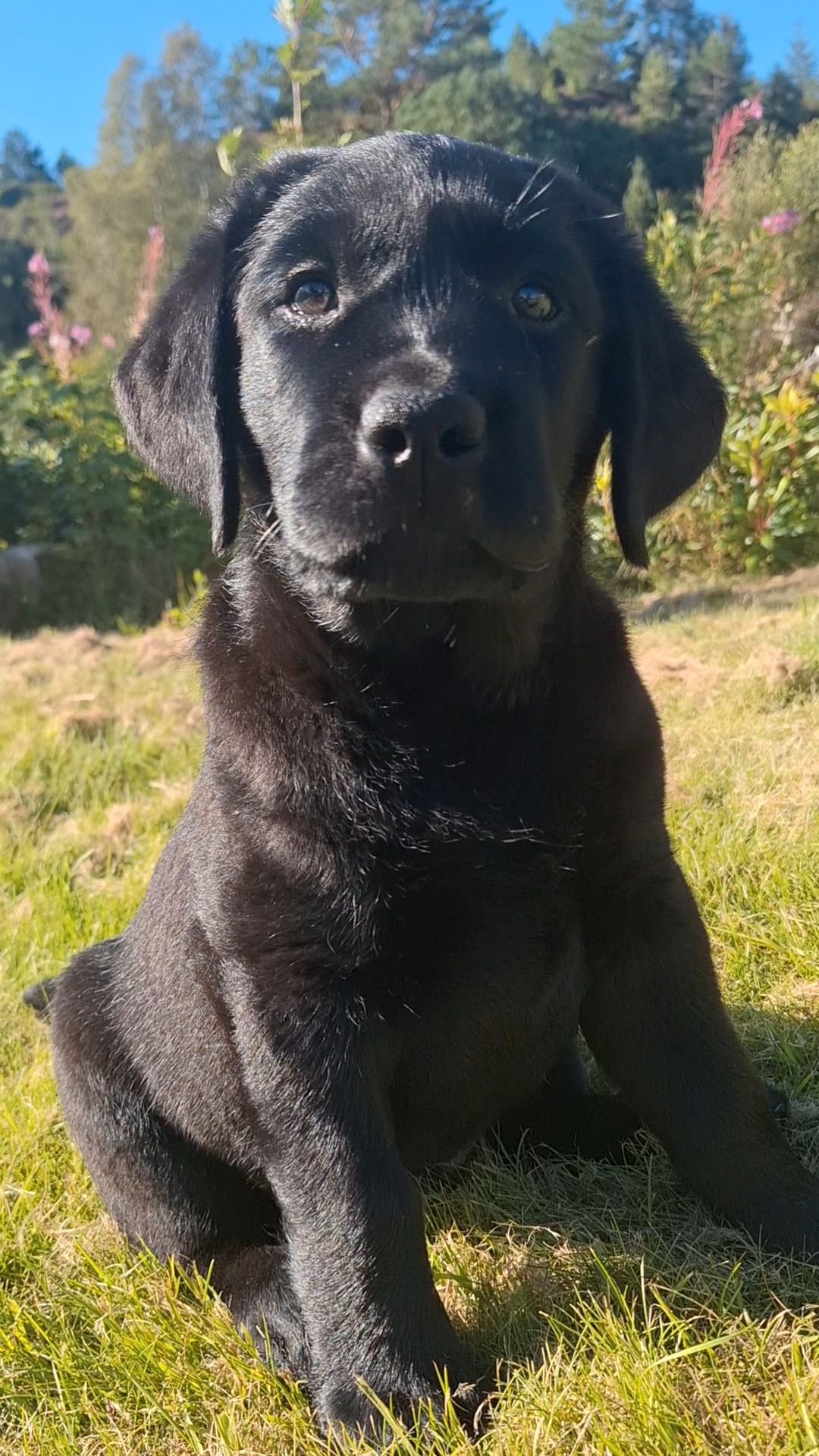 Labrador retriever