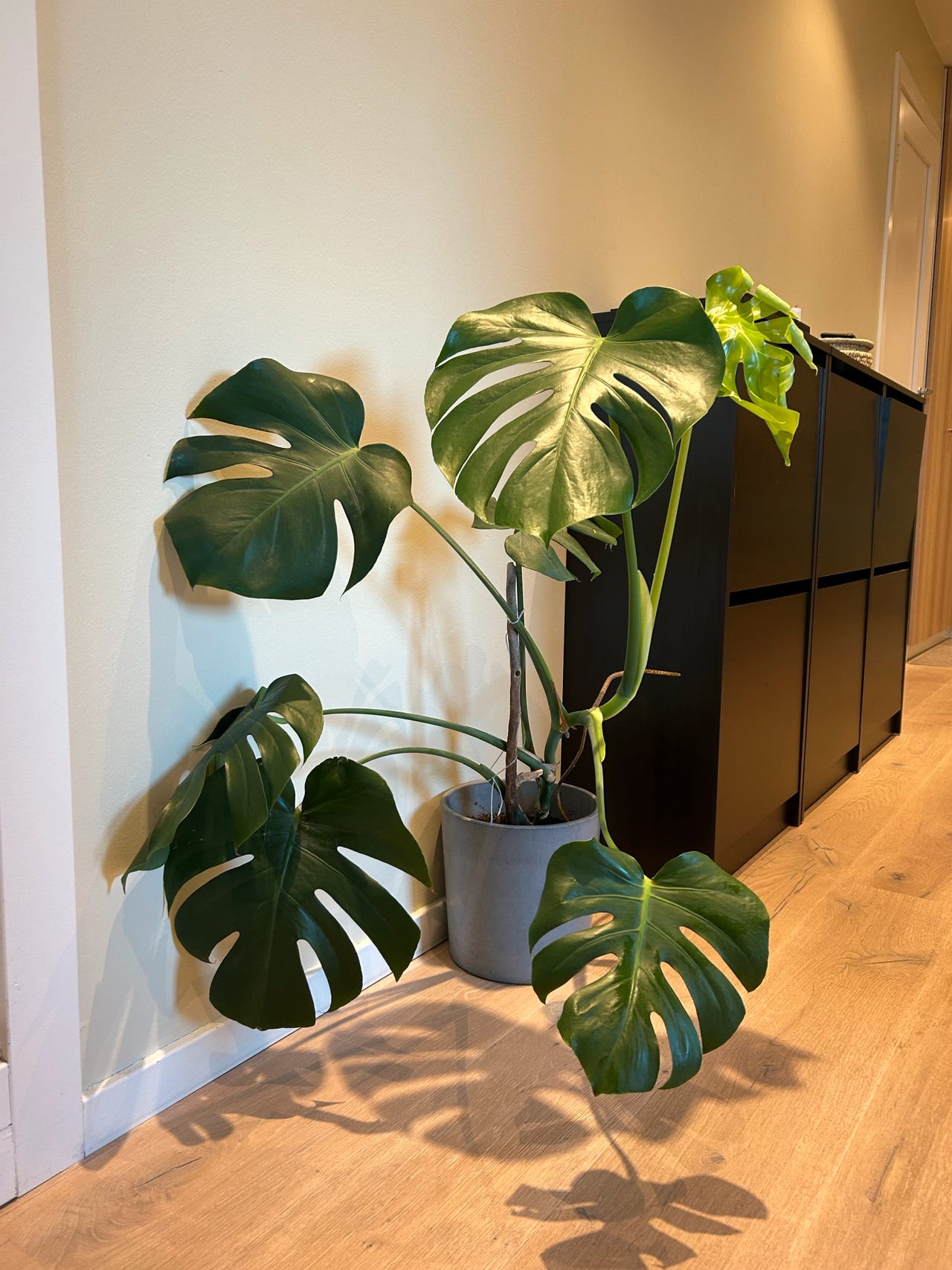 Monstera Deliciosa Leveringsplanter 1