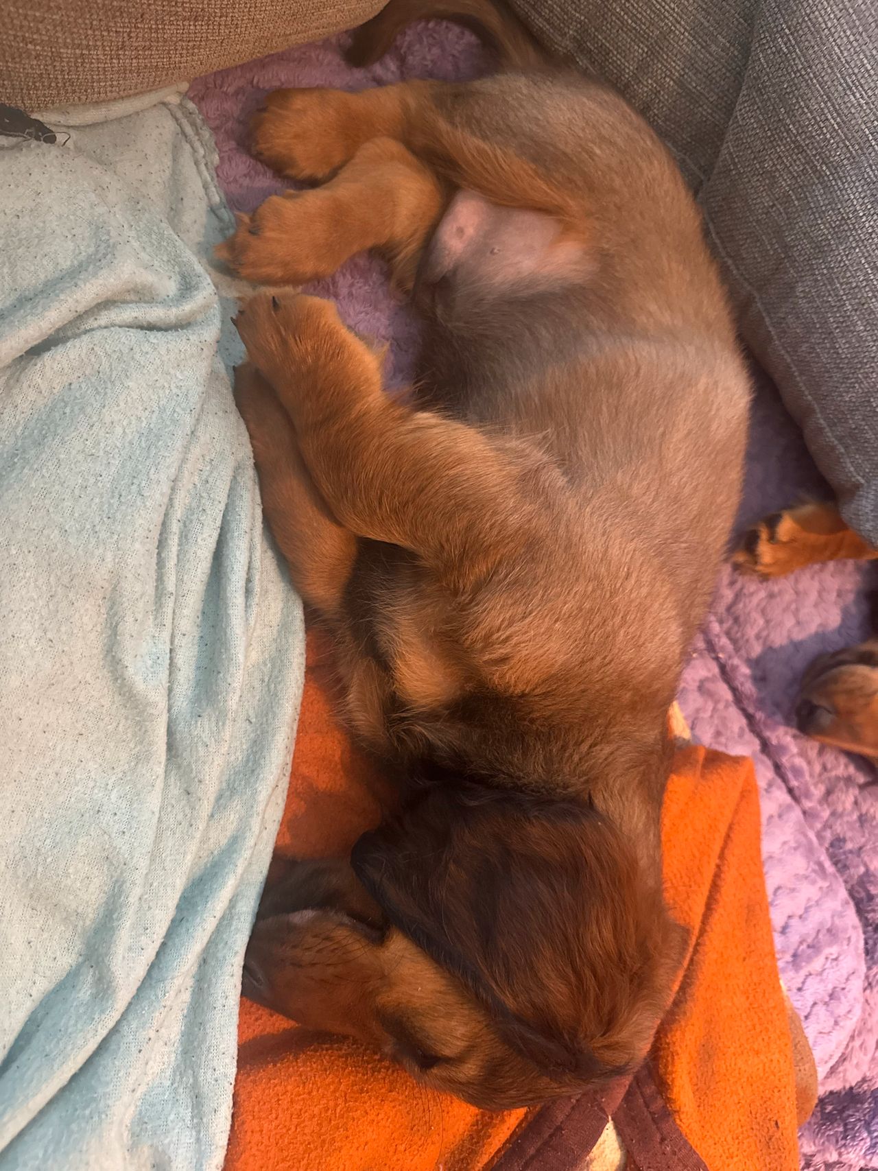 Dachshund langhåret