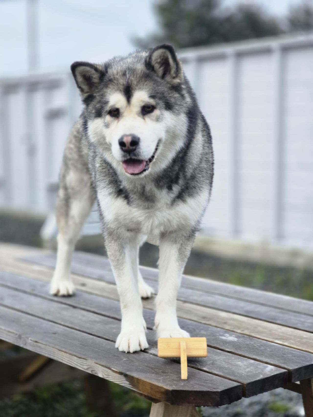 Alaskan malamute