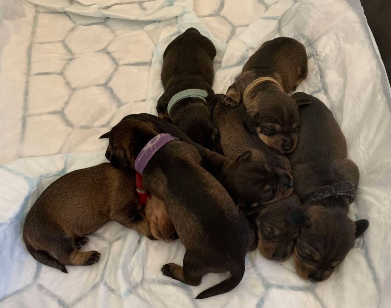 Dachshund strihåret