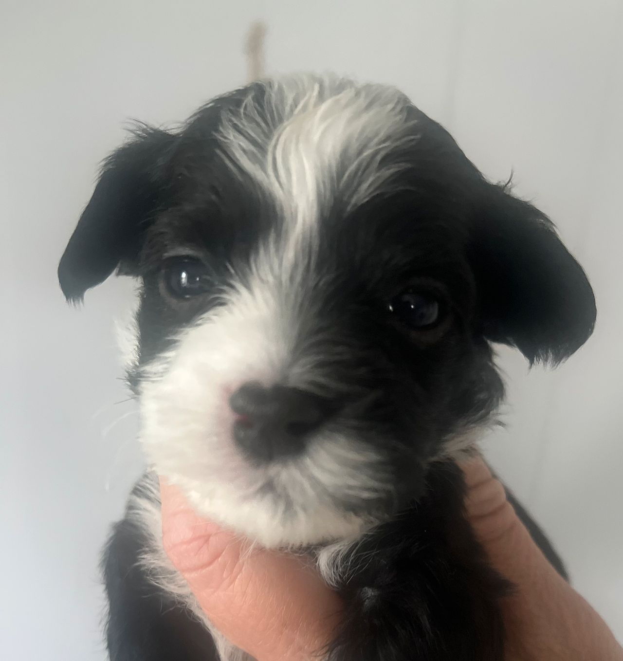 Bichon havanais