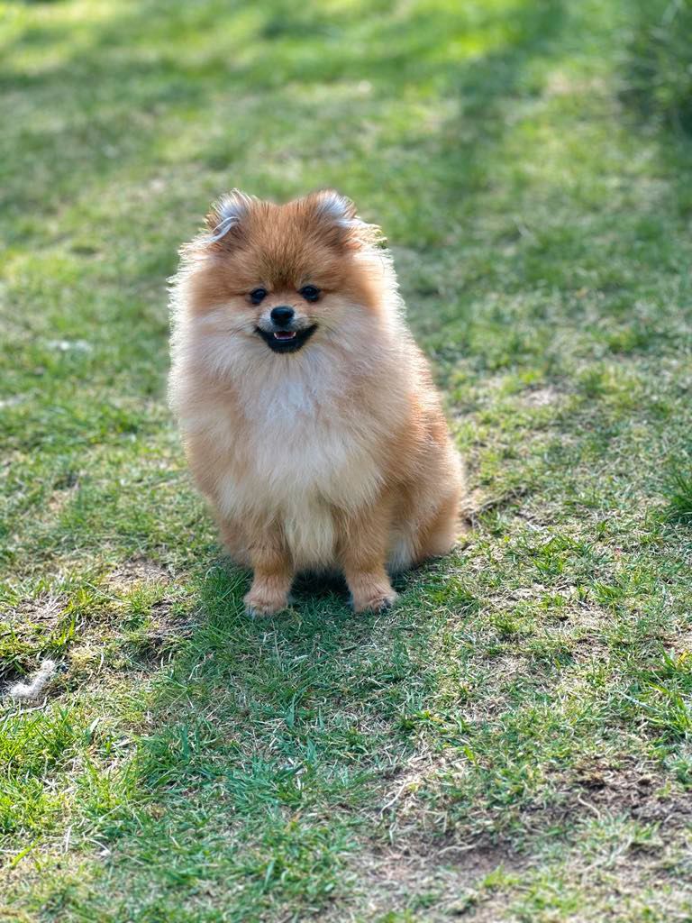 Pomeranian