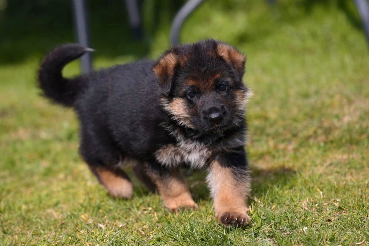 Schäferhund normalhår