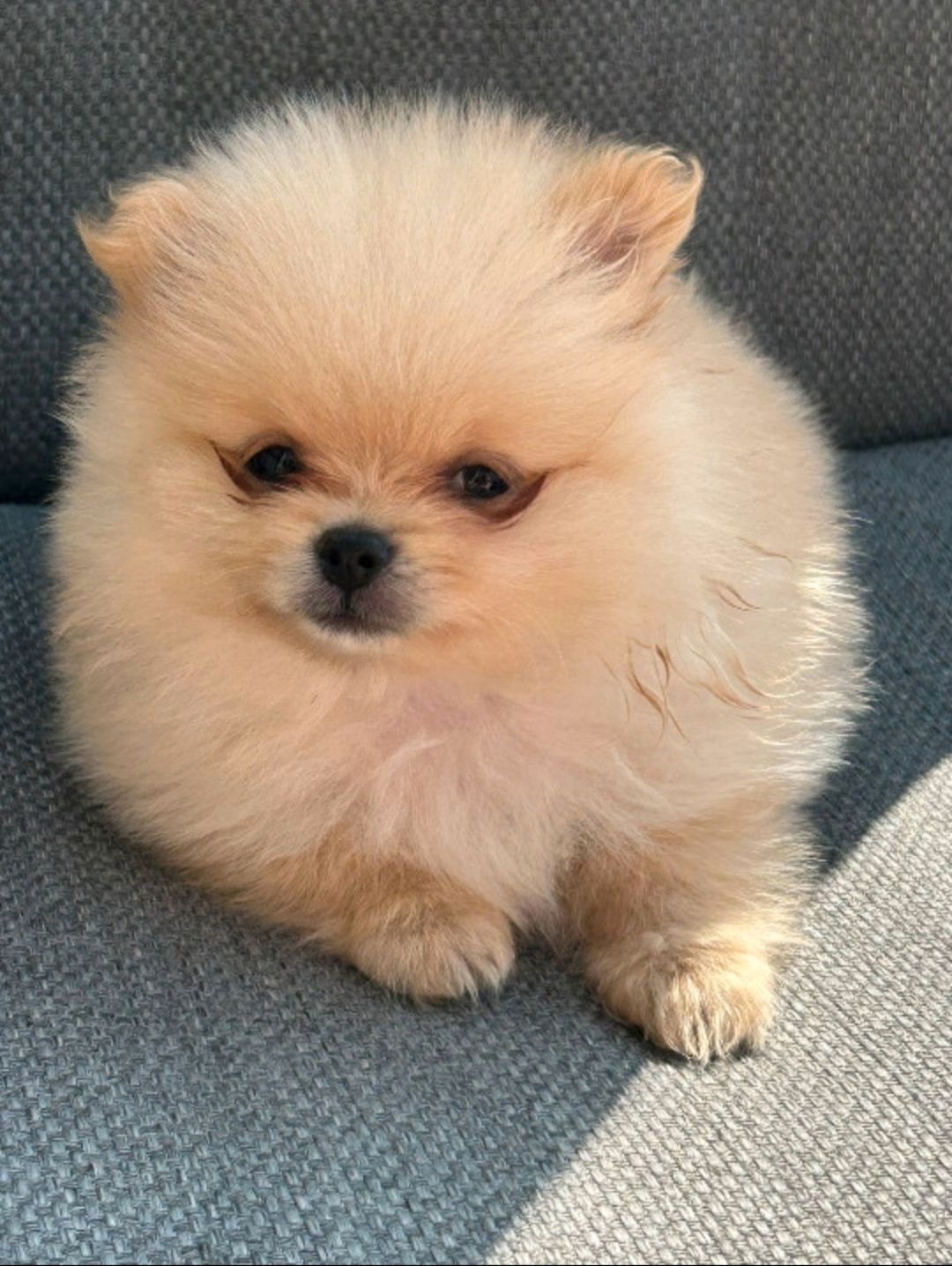 Pomeranian