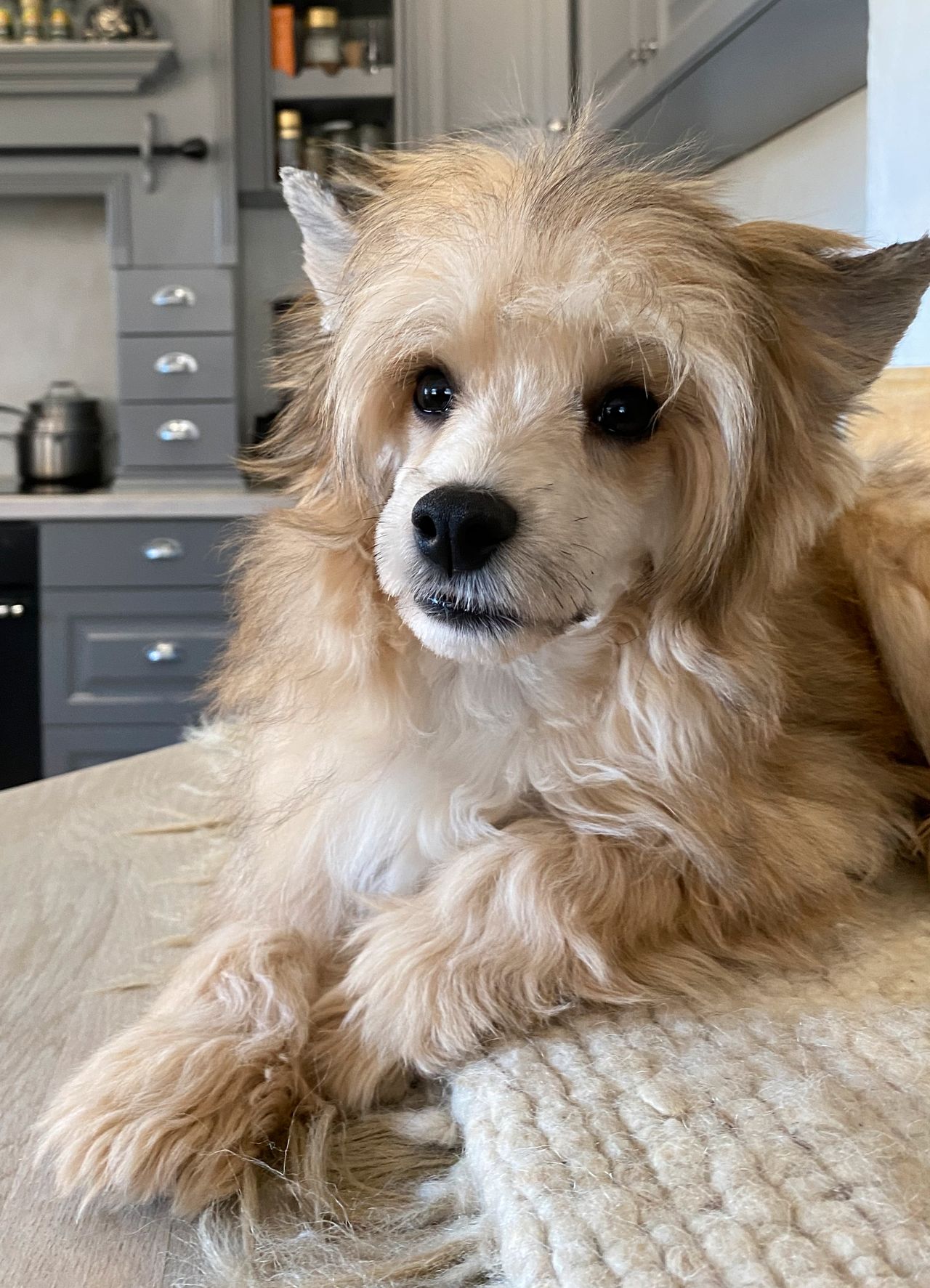 Chinese crested powderpuff