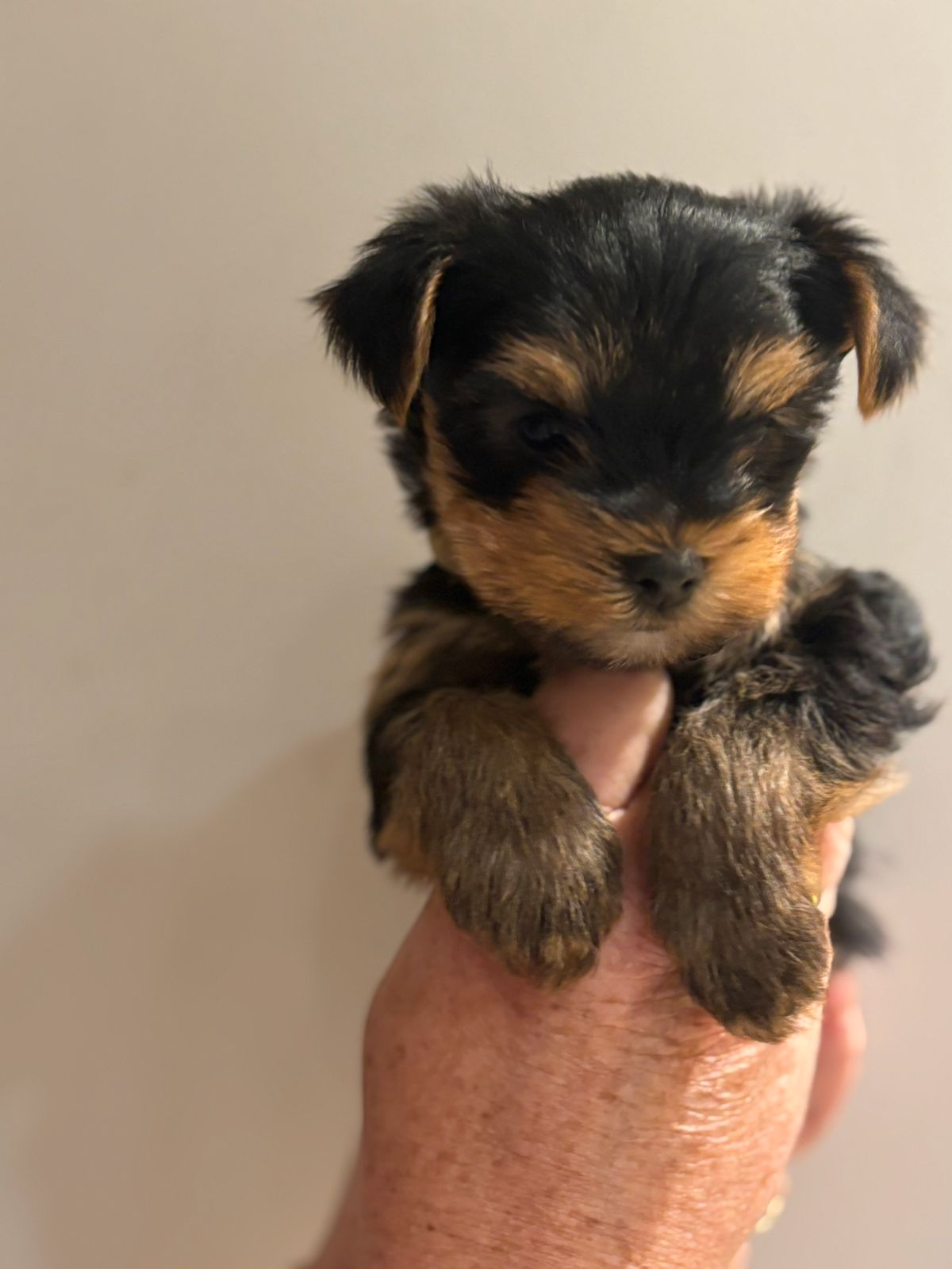 Yorkshire terrier