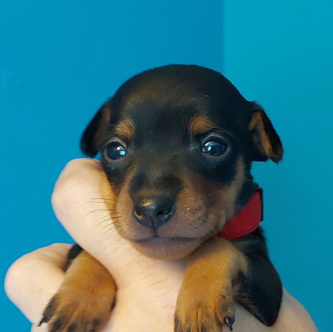 Dvergpinscher