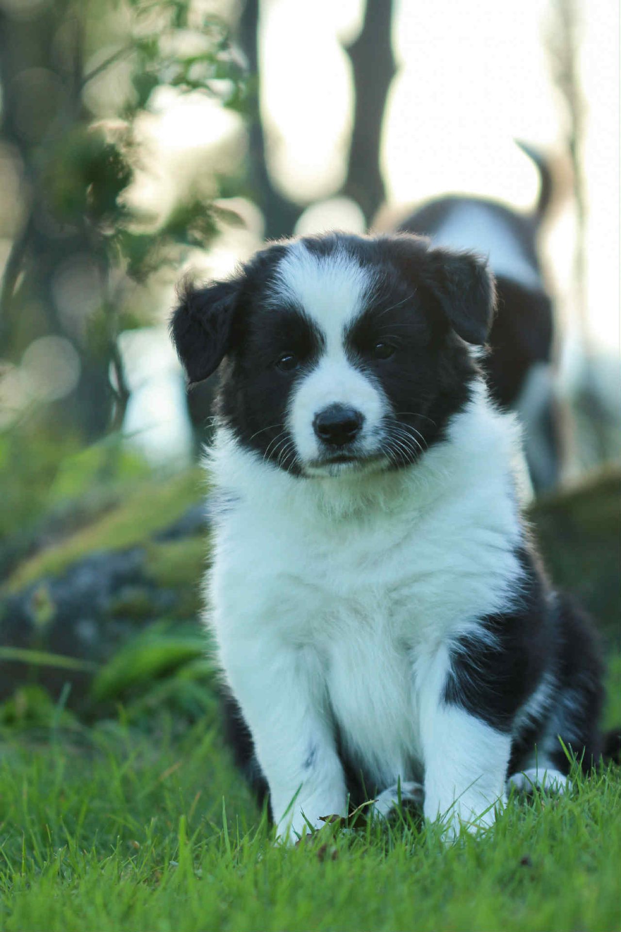 Border collie