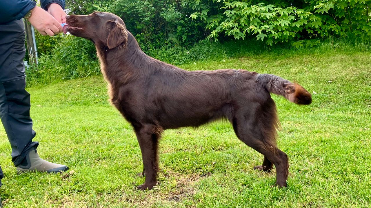 Flat coated retriever