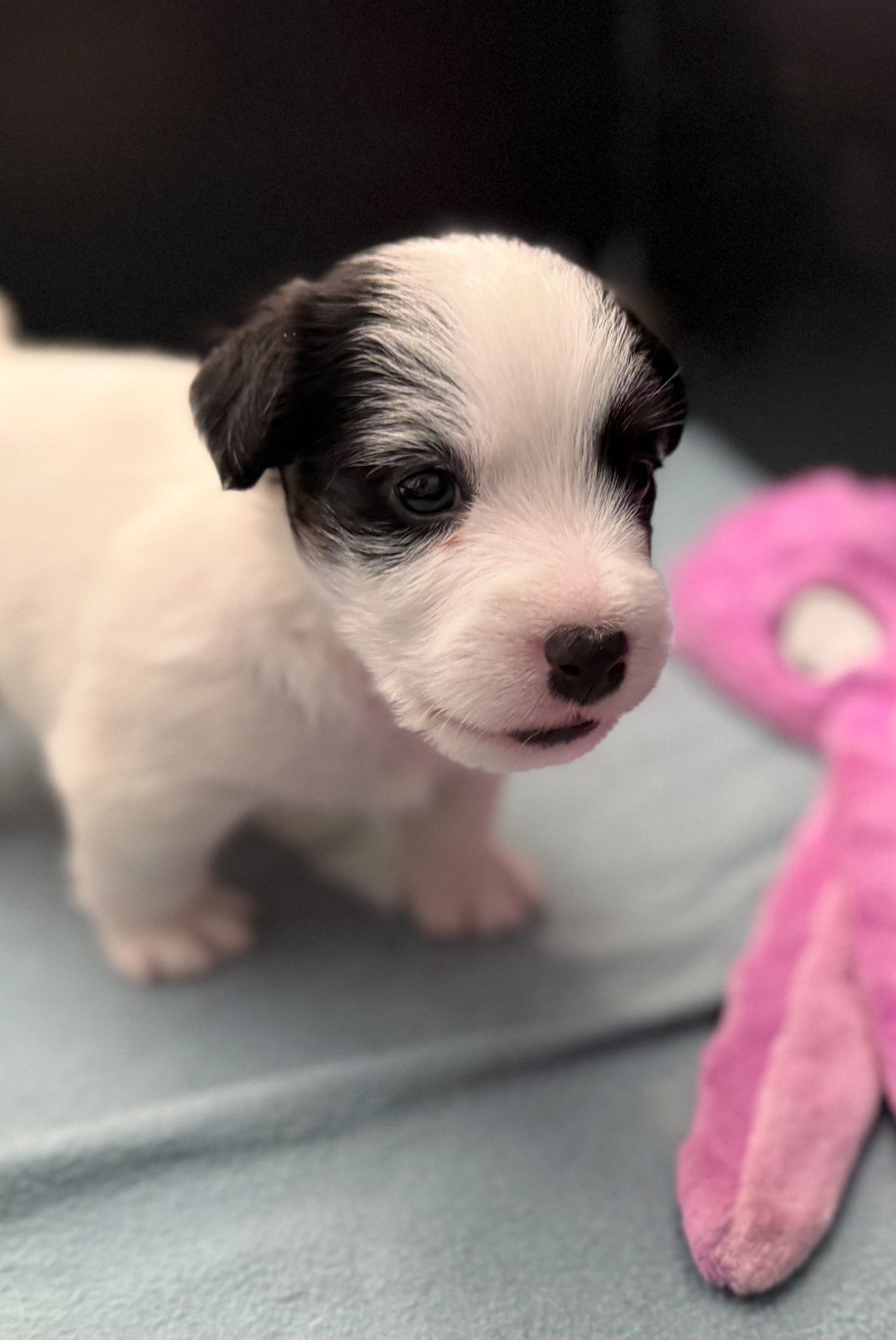 Jack russell terrier
