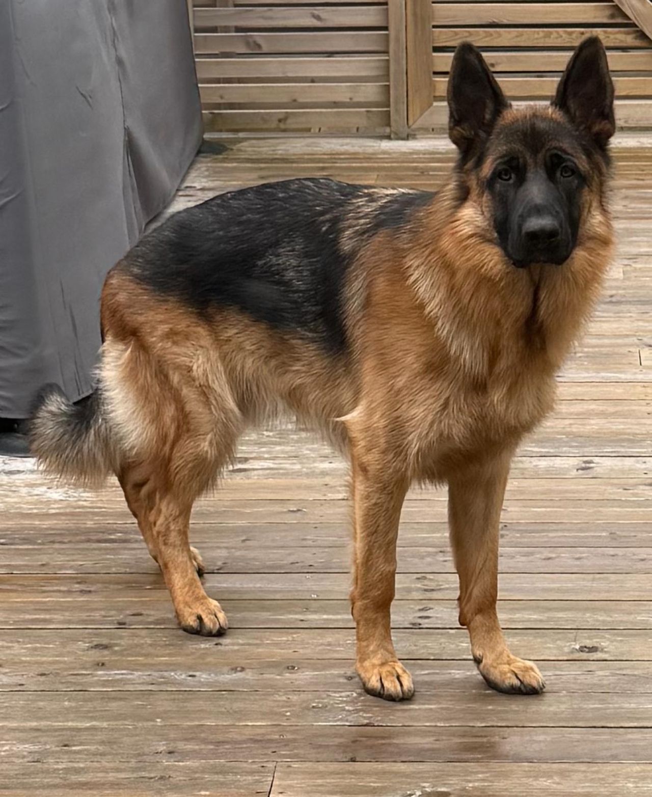 Schäferhund normalhår