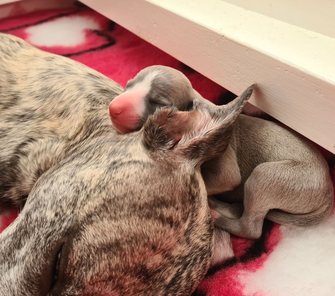 Whippet