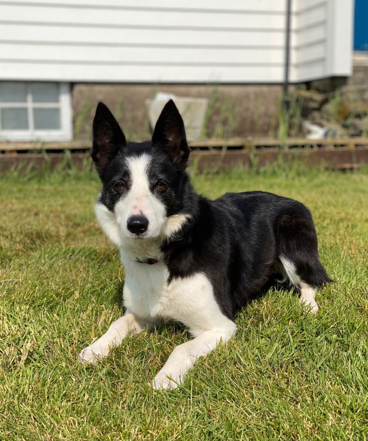 Border collie