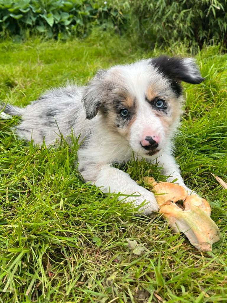 Border collie