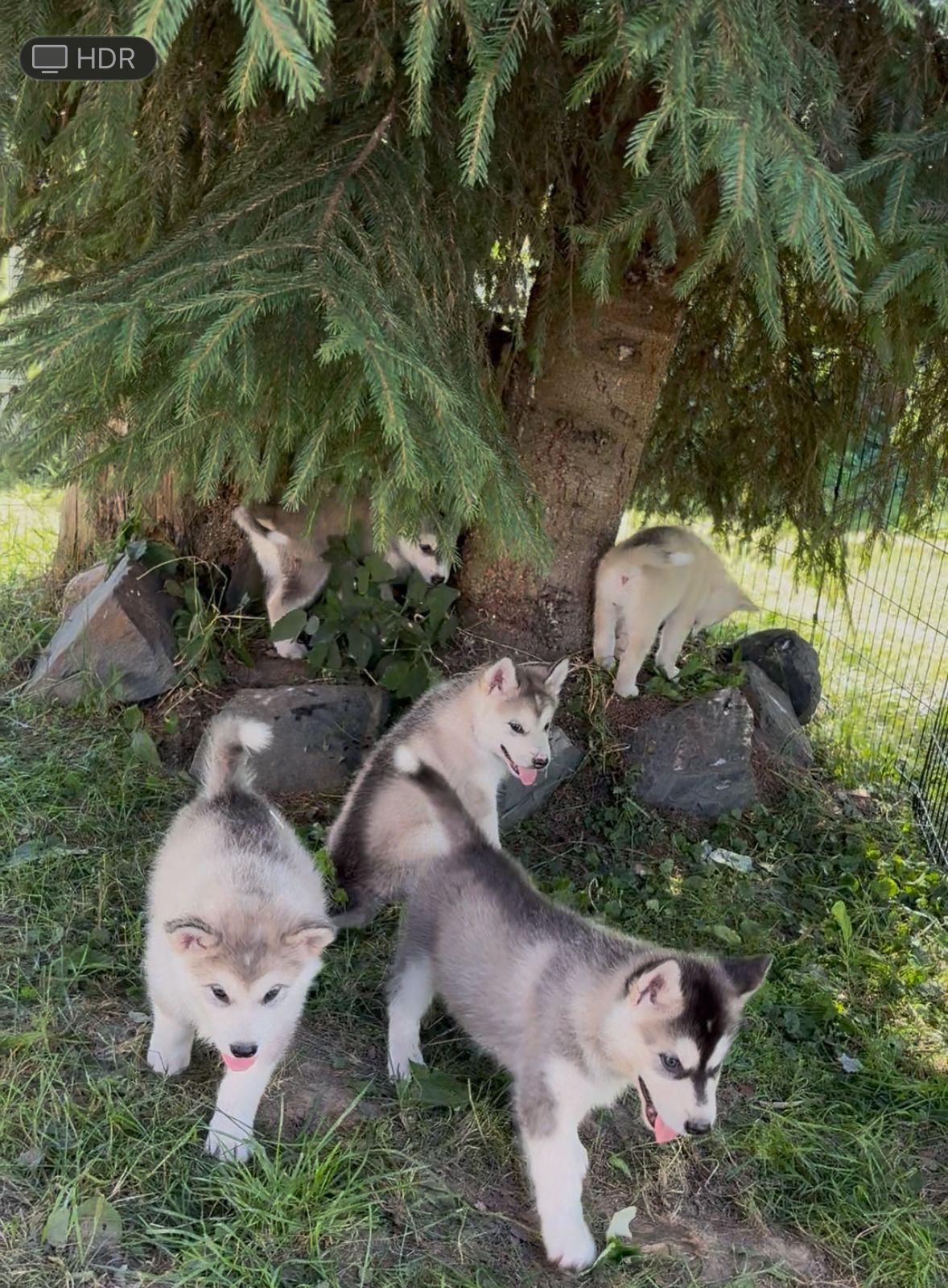 Alaskan malamute