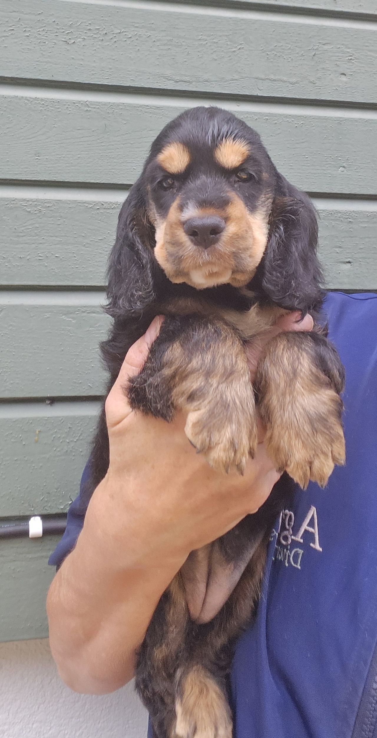 Cocker spaniel