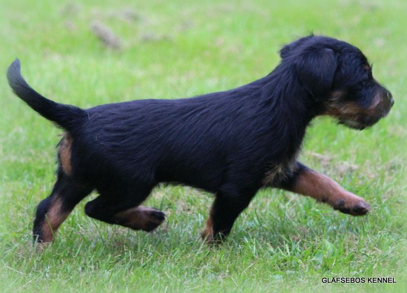 Tysk jaktterrier