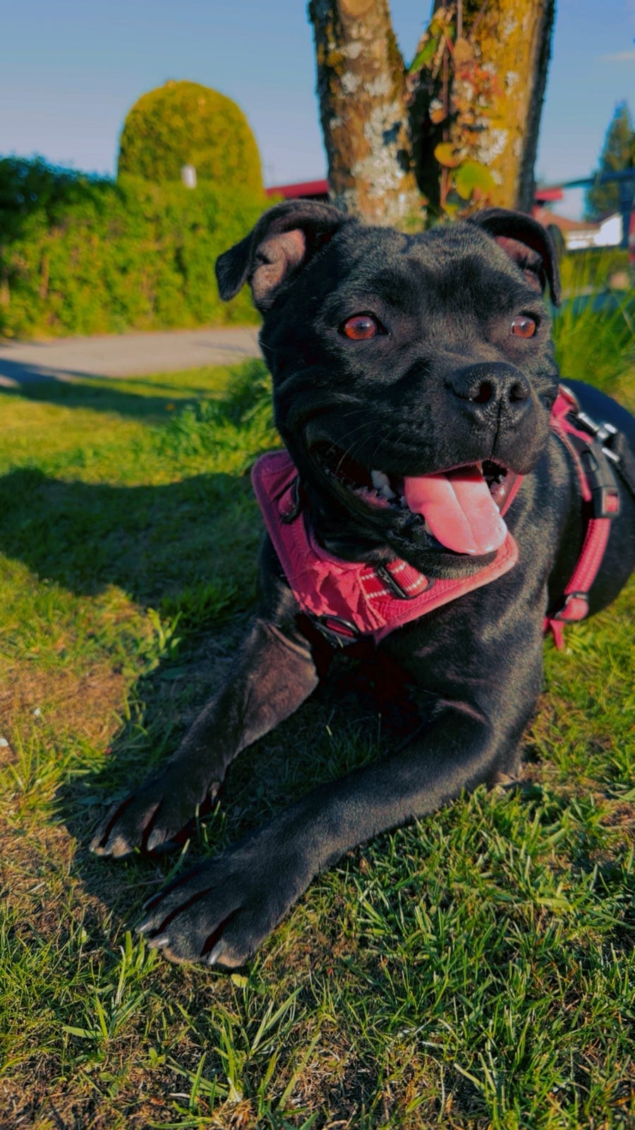Staffordshire bull terrier
