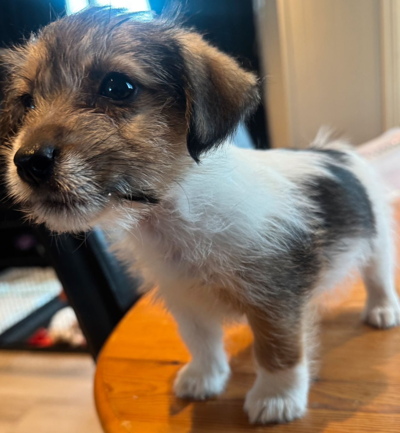 Jack russell terrier