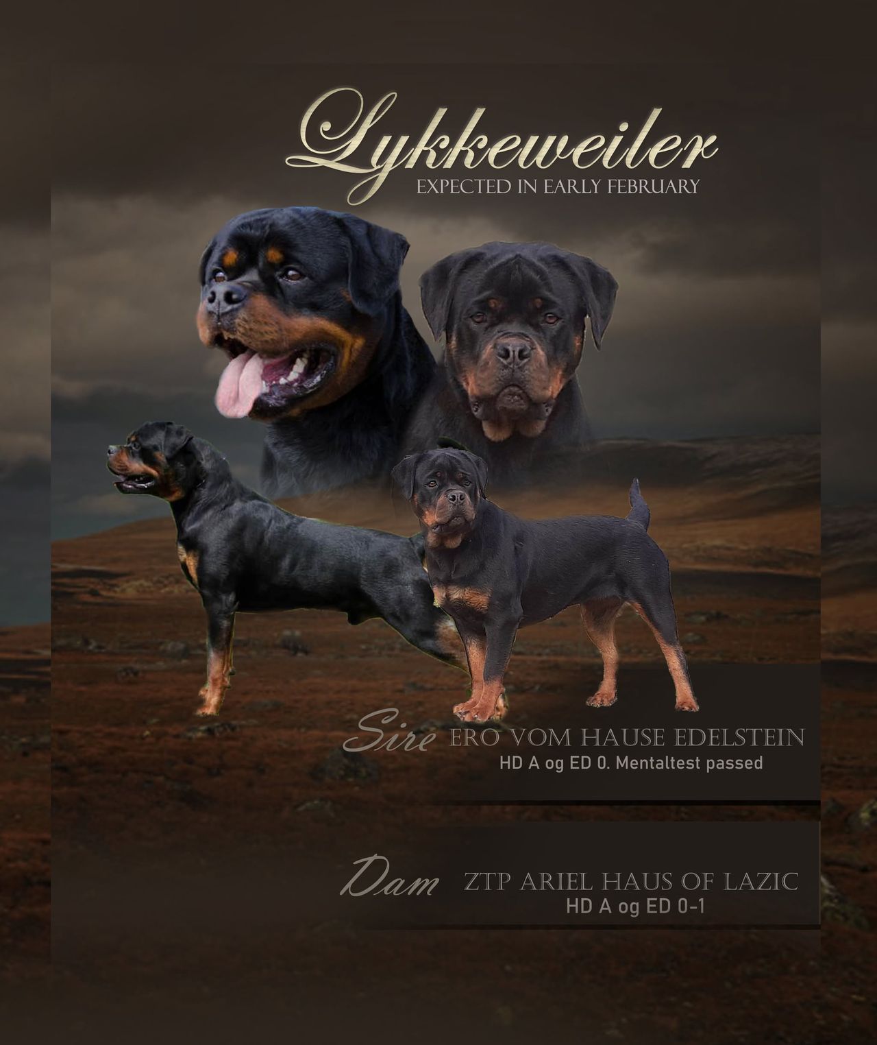 Rottweiler
