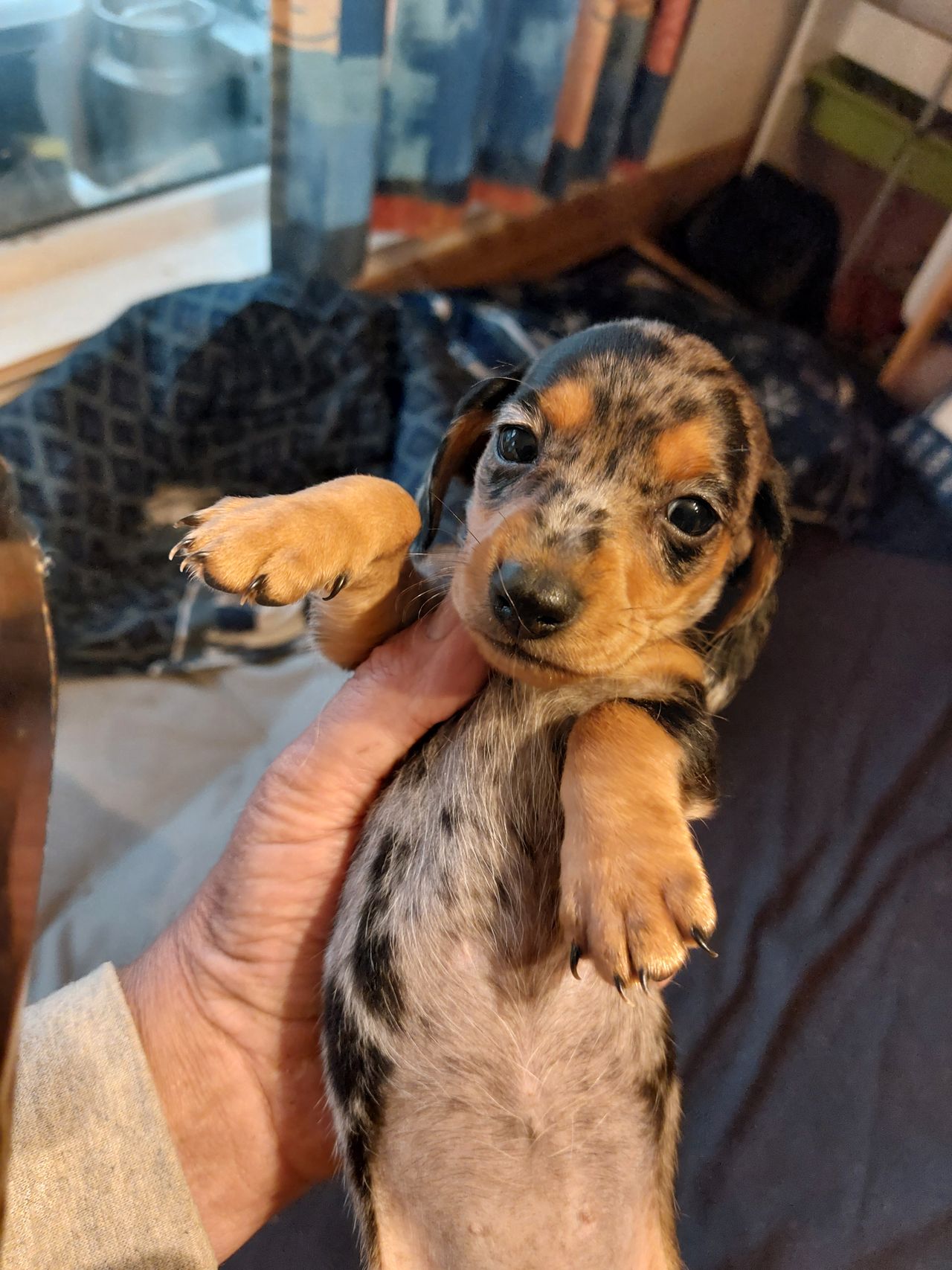 Dachshund korthåret